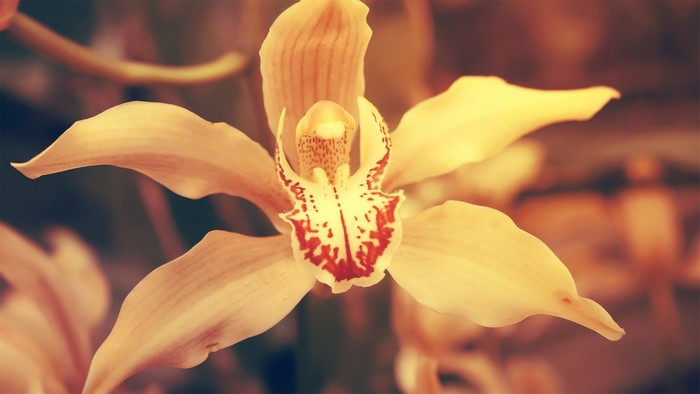 Close-up of a yellow orchid flower with red markings
