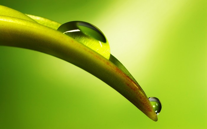 Close-Up of Dew Drops on Green Leaf