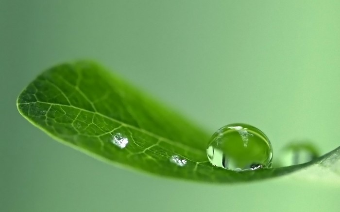 Close-up of water drops on a green leaf