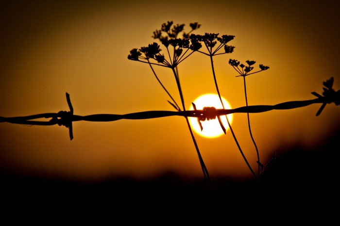 Silhouette of flowers and barbed wire against sunset