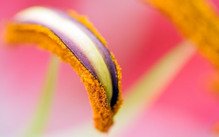Macro shot of a lily stamen with pollen