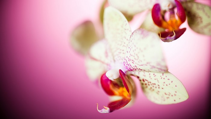 Close-up of a spotted orchid with pink background