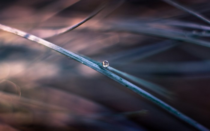Close-up of a dewdrop on a blade of grass