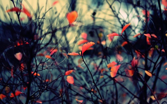 Red leaves on dark branches in autumn