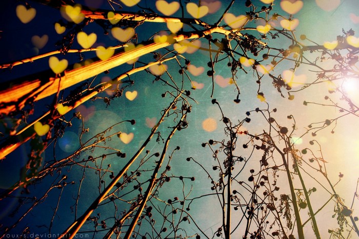 Sunlight through branches with heart bokeh
