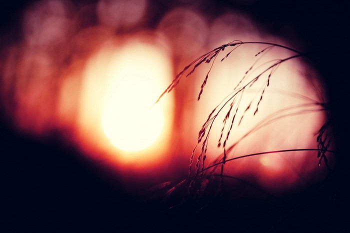 Sunset with grass macro photography