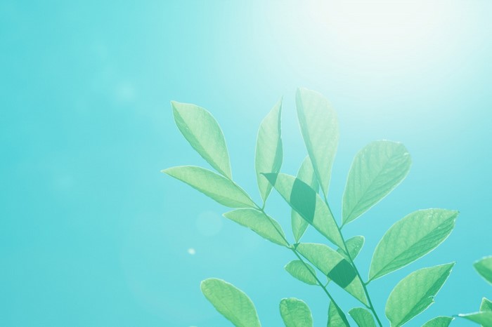 Green leaves against a bright blue sky with sunlight