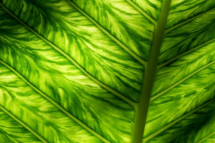 Close-up of a green leaf with prominent veins