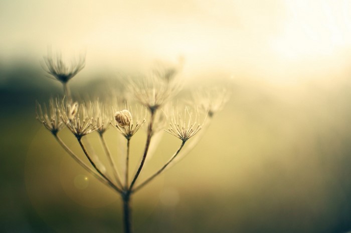 Close-up of a dry plant with sunlight