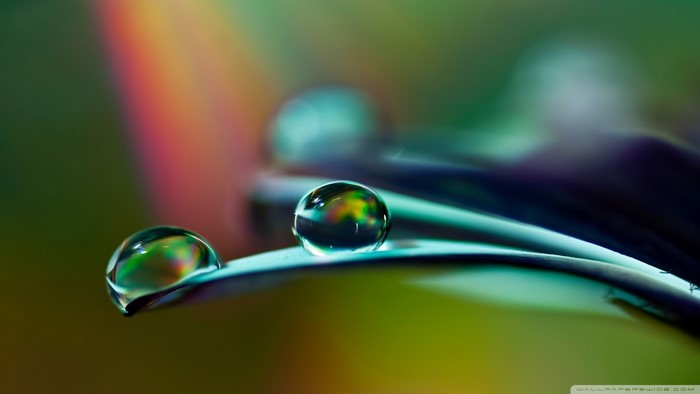 Close-up of Dew Drops on Leaf with Colorful Reflections