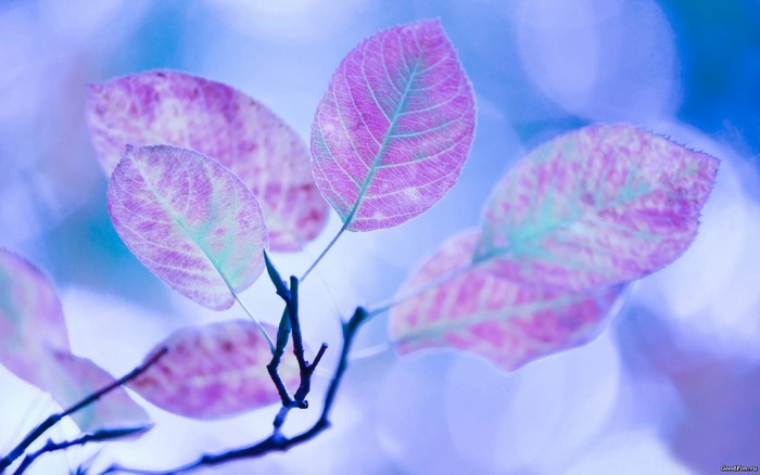 Purple and blue leaves on a branch