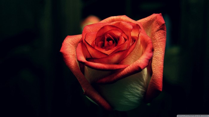 Close up of a red and pink rose