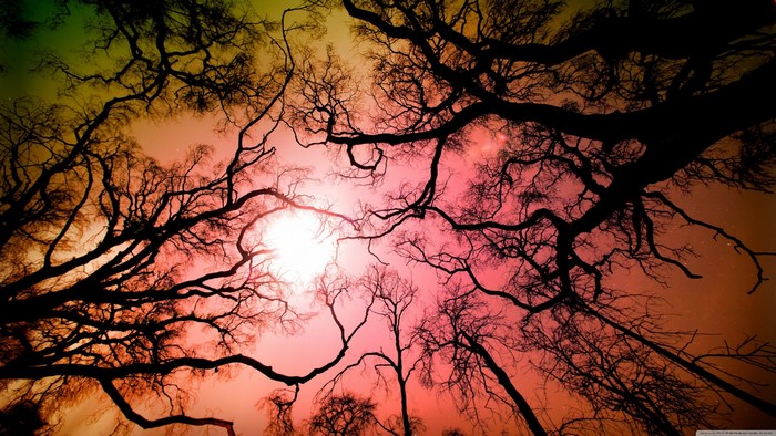 Silhouette of bare trees against a colorful sky