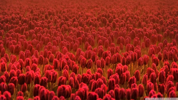 Field of Red Tulips