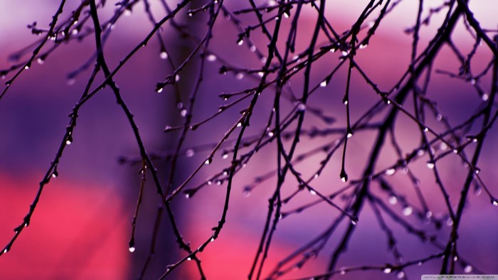 Close-up of wet branches with purple and pink background