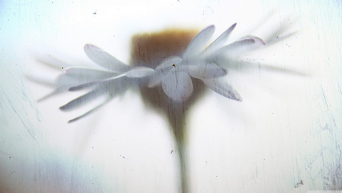 Close up of a white daisy flower with blue petals