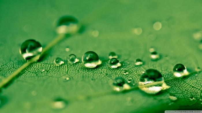 Water drops on a green leaf macro photography