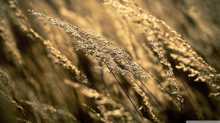 Close-up of dry grass in sunlight
