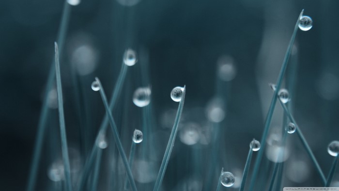 Macro photography of water drops on grass blades