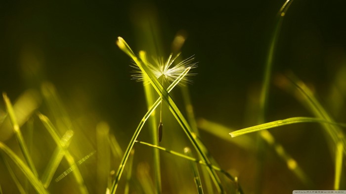 Close-up of grass with a dandelion seed and dew drops