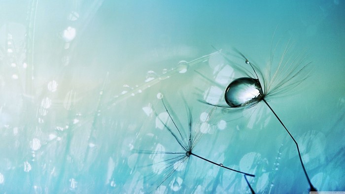 Macro photography of dandelion seed with water drop