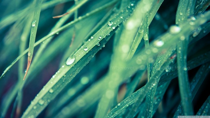 Close-up of grass with dew drops and text