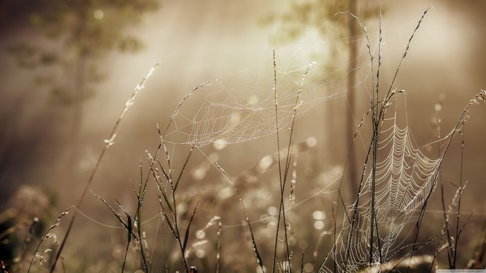 Spiderwebs on grass with morning dew and sunlight