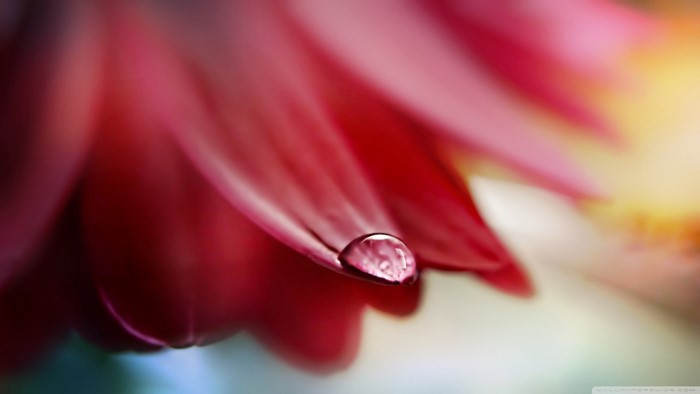 Close-up of a pink flower petal with a water drop