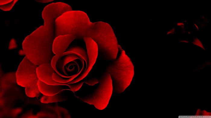 Close-up of a red rose against a black background