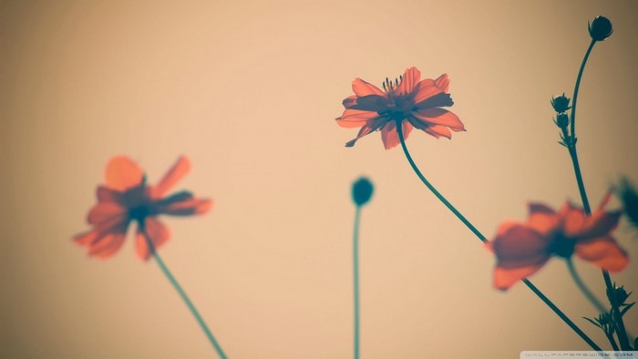 Red flowers and buds against a light background