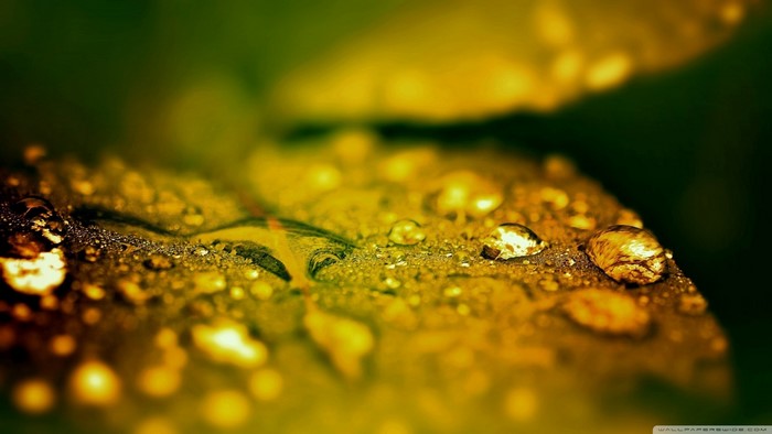 Close-up of water drops on a yellow leaf