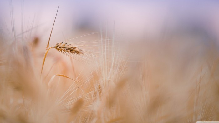 Close-up of a single wheat stalk in a field