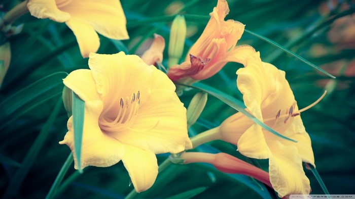 Close-up of yellow lilies with green foliage