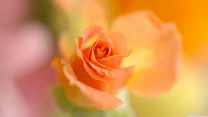 Close-up of an orange rose blossom