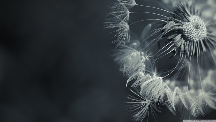 Monochrome macro photography of a dandelion seed head