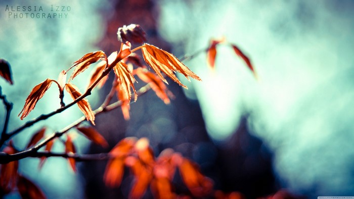 Alessia Izzo Photography: Sunlight on Red Leaves