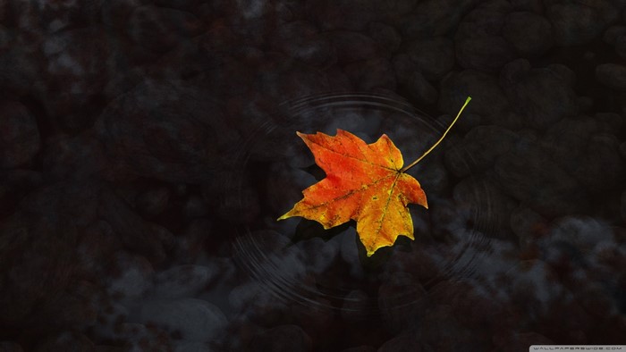 Single Autumn Maple Leaf Floating on Water