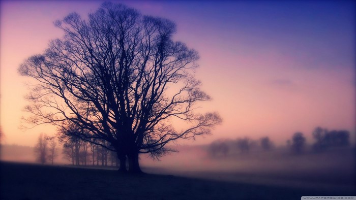 Bare tree in misty field at sunset