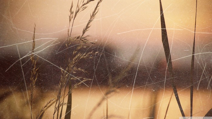 Close-up of grass stalks with sunlight and scratches