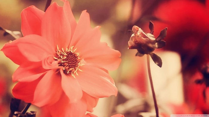 Close-up of a coral pink dahlia flower and bud