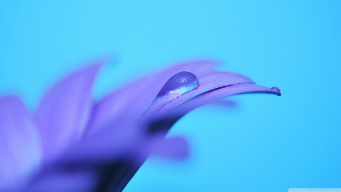 Purple flower petal with water drop on blue background