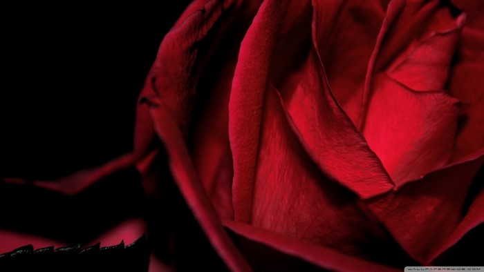 Close-up of a red rose with dark background