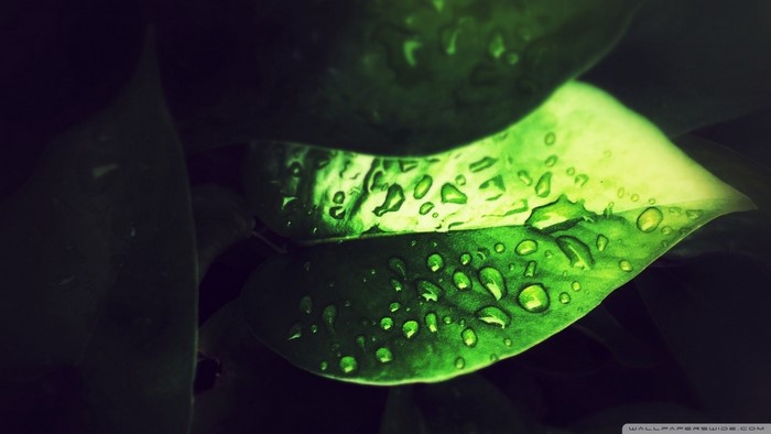 Close-up of a green leaf with water droplets