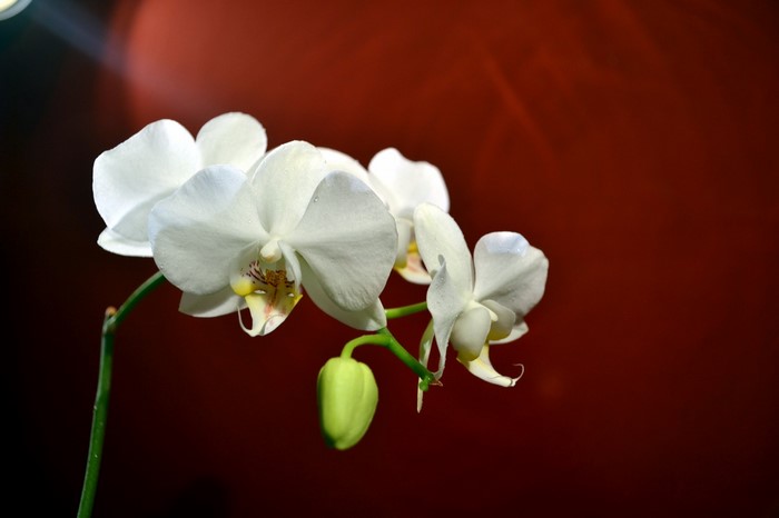 White orchids with a green bud on a red background