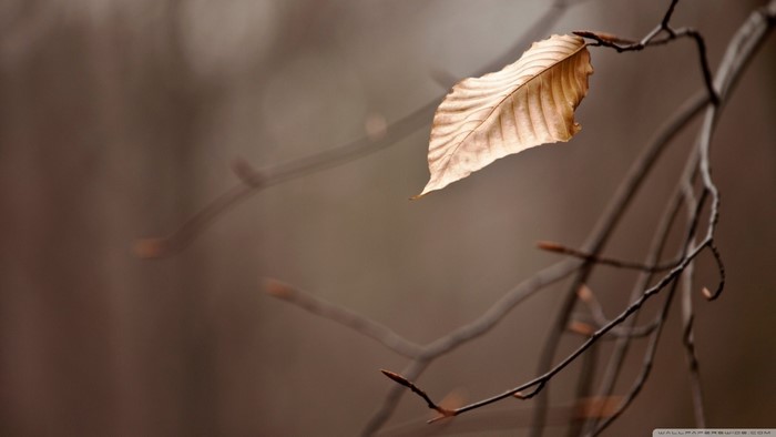 A single dry leaf on a bare branch in autumn