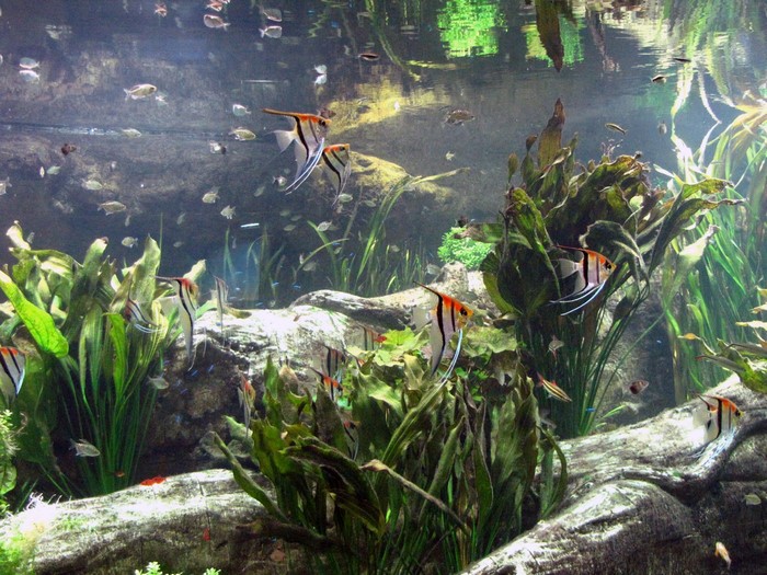 Angelfish swimming in a freshwater aquarium with plants