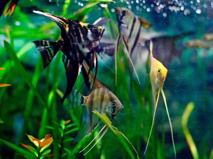 Angelfish swimming in a freshwater aquarium with plants