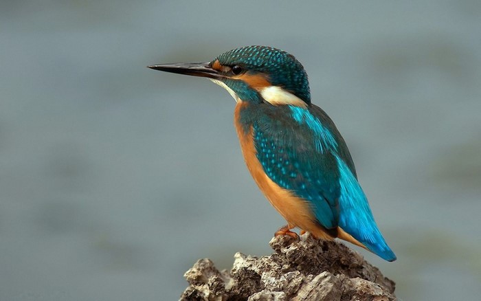 Kingfisher perched on a branch with blue background