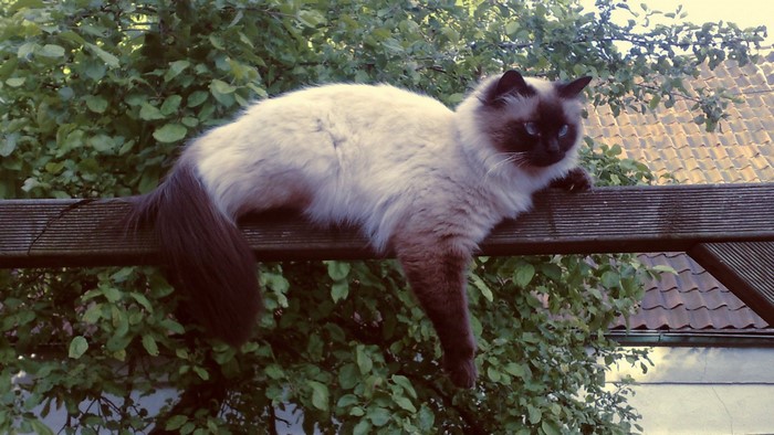 Neva Masquerade cat resting on a wooden structure
