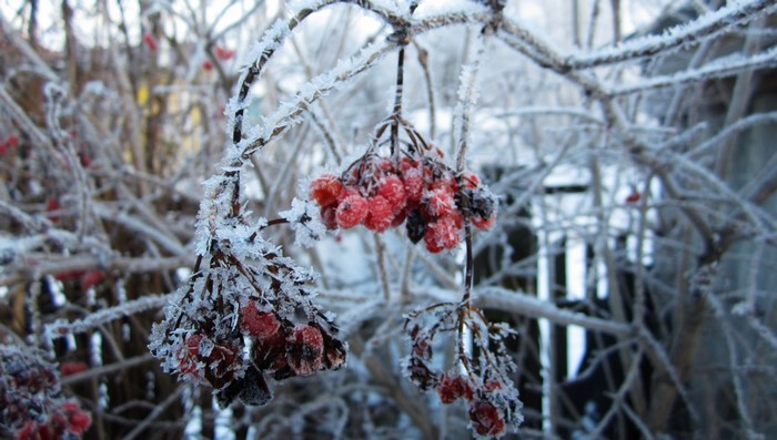 Red berries covered in frost on a branch in winter